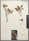 Foto von Salix reticulata L.